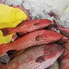 ناجل طازج يومي