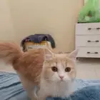 قط اليف جدآ للبيع متواجد في حي المملكه