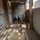 صيصان باكستانيه