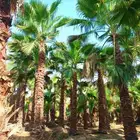 نخل واشنطني