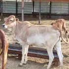 حسيلة رعويه فاخرة . فل شحم عمرها 11شهر . نظيفة بالحيل