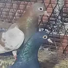 حمام صنعاني وقماري