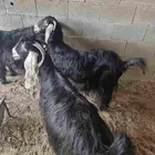 معزا حيل 3 عارضيه صحه طيبه