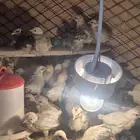 صوص فيومي المنيوم