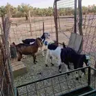 تيوس