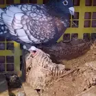 حمام هومر