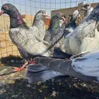طبات باكستانيات