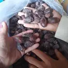 يوجد تمر خظري 1600 كرتون