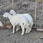 طليان حرية مع التوصيل