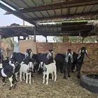 معزه متاومه