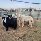 فحول غنم حريات توي جايبهن من الغنم