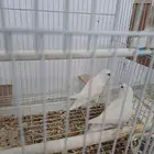 زوج روز البينو منتج.