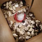 صوص رومي للبيع