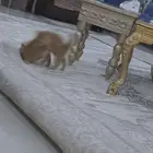 كيتن للتبني بمكة العوالي بدون مقابل