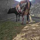 خلف بقره بكر جذعه كفو في بيشه