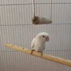 انثى روز منتجه