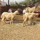 ثنتين رخيل توم للبيع