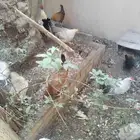 دجاج فيومى ودجاج حباحب جميعم بياض وديك فيومى