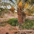 يوجد لدينا أعلاف حشف تمر