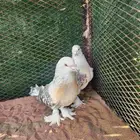 حمام تركي للبيع