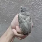 بلبول حساوي
