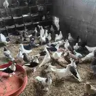 حمام.منوع.للبيع