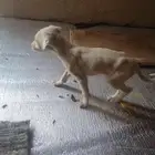 كلب سلوقي صقير الموقع بيشة مهر البيع