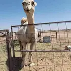 جمل فحل سنه رباع والصله طيب