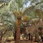 متوفر نخل للبيع جميع الأنواع والمقاسات