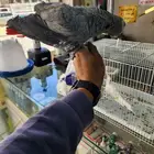 كاسكو