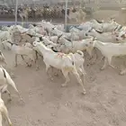 اذا تدور على تيوس صومالية نظيفة وجودتها عالية لا تتردد