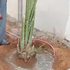 نخيل_مثمر_بجميع_انواعه_ومقاسته