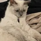 قطه هملايا