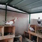 حمام اسكندرون