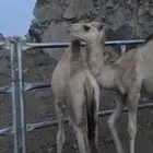 قعود وبكره