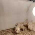 صيصان سمان تكساس العملاق