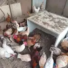 دجاج بياض للبيع