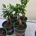 نبات البونساي