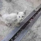 قط أو قطة للبيع يحتاج لها اهتمام فقط عيونها بلونين