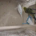 جوز بادجي معاهم فرخين