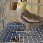 تم بيع ببغاء كروان