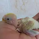 فرخ روز لون مميز