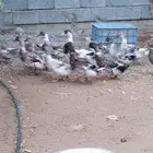 بط كيني للبيع