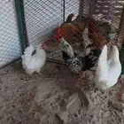 دجاج قزمي
