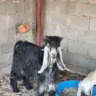 البيع عاااجل وسمح فحل عارضي 10 شهور معرف