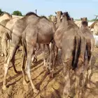 قعود قعدان حاشي حشو حشيان صومالية البيع جملة