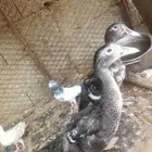 فروخ بط مصري للبيع ل اعلى سومه