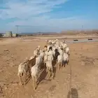 ضان رفيد وحريات