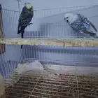 جوز بادجي مكس انجليزي