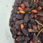 تمر علف حلوه